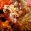 Gasteropode Nudibranche Coyphelle 1